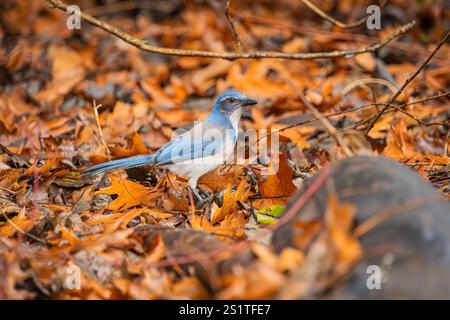 California Scrub-Jay dans les feuilles d'automne Banque D'Images