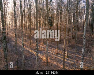 Forêt d'hiver aride entrecoupée de rayons de soleil créant une atmosphère chaleureuse, Gechingen, région de Hecken und Gaeu, district de Calw, Forêt Noire. Allemagne Banque D'Images