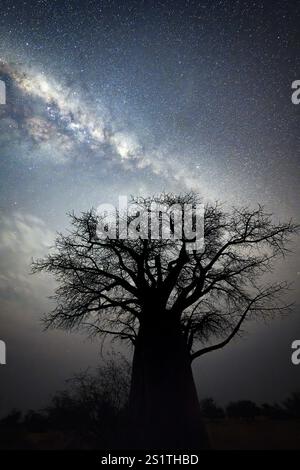 Baobab africain (Adansonia digitata), ciel étoilé la nuit avec la voie lactée, Parc National de Nxai Pan, Botswana, Afrique Banque D'Images