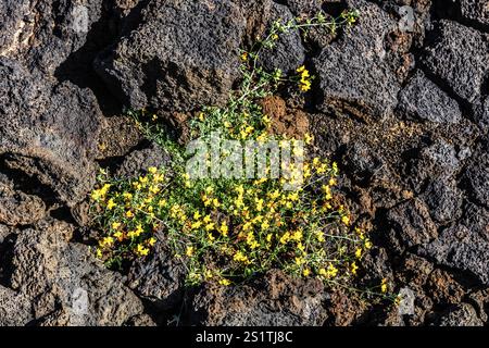 2016, Lanzarote, ESP, Espagne, Îles Canaries, îles Canaries, Océan Atlantique, Lanzarote, réserve de biosphère, volcan, volcanisme, île volcanique, île Banque D'Images