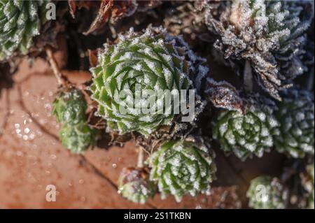 Cristaux de glace sur un toit (Sempervivum tectorum), Bavière, Allemagne, Europe Banque D'Images