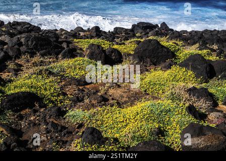 2016, Lanzarote, ESP, Espagne, Îles Canaries, îles Canaries, Océan Atlantique, Lanzarote, réserve de biosphère, volcan, volcanisme, île volcanique, île Banque D'Images