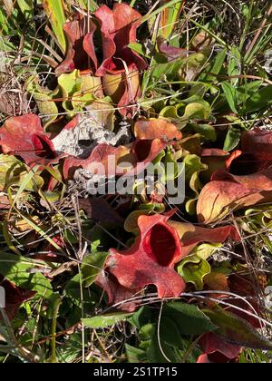 Usine de pichets du sud de Burk (Sarracenia rosea) Banque D'Images