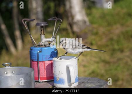 Petit songbird sur la table au camping en vacances. Petit songbird sur la table au bord du camping Banque D'Images