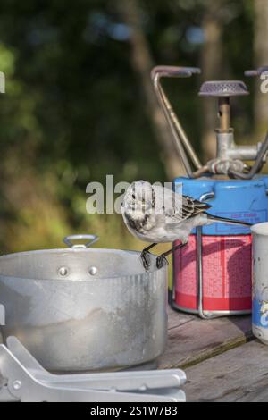 Petit songbird sur la table au camping en vacances. Petit songbird sur la table au bord du camping Banque D'Images