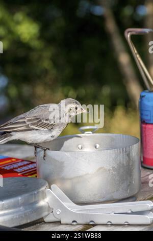 Petit songbird sur la table au camping en vacances. Petit songbird sur la table au bord du camping Banque D'Images