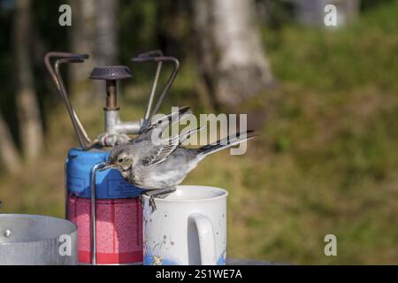 Petit songbird sur la table au camping en vacances. Petit songbird sur la table au bord du camping Banque D'Images