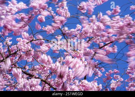 Les cerisiers roses fleurissent dans le vent au soleil chez les cerisiers japonais. Fleur de cerisier rose en mouvement chez Japanese Cherrytrees au printemps Banque D'Images