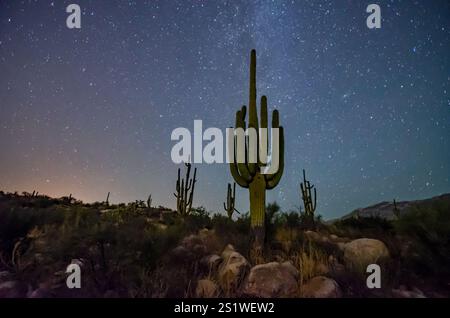 Des cactus Saguaro et un ciel étoilé Banque D'Images