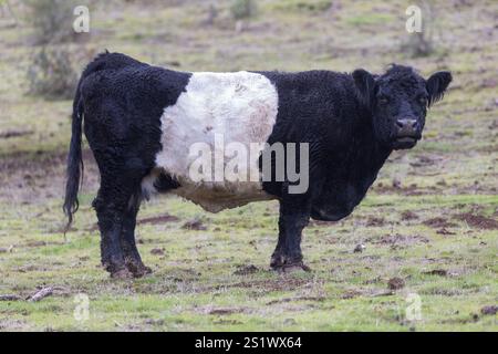 Vache Belted Galloway près de Joseph D. Grant County Park, comté de Santa Clara, Californie. Banque D'Images