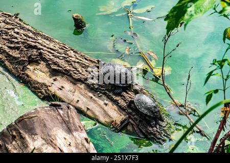 Deux tortues se reposent sur une bûche tombée le long du bord d'un étang vert. La lumière chaude du soleil de l'après-midi illumine les environs vibrants remplis de feuilles A. Banque D'Images