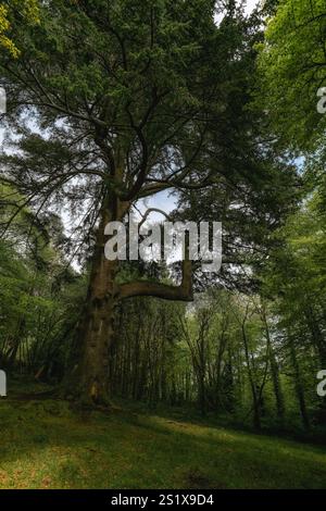 Un grand cèdre domine une scène forestière verdoyante. La lumière du soleil filtre à travers son auvent. La base de l'arbre est couverte de mousse. Le sous-bois est luxuriant et gr Banque D'Images