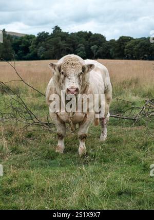 Un gros taureau dans Un champ avec Un anneau dans son nez Banque D'Images
