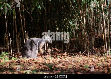 Le wallaby rocheux à pieds jaunes - Petrogale xanthopus (wallaby rocheux à queue annulaire), animal de la famille des Macropodidae. Banque D'Images