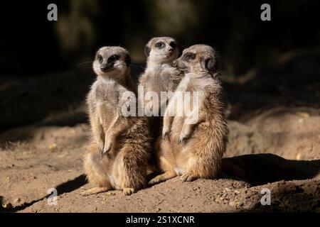Suricate (Suricata suricatta) - trio suricate, petite mangouste de la famille des Herpestidae, région natale : Afrique du Sud. Banque D'Images