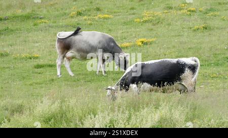 Deux vaches qui paissent dans un pâturage vert luxuriant un jour ensoleillé d'été Banque D'Images