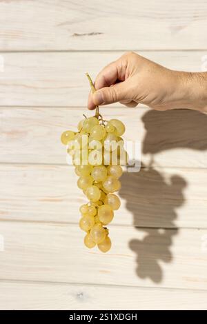 Main tenant un bouquet de raisins blancs mûrs isolés sur fond de bois blanc Banque D'Images