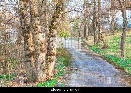 Chemin sinueux dans la forêt. Le sentier est bordé par des arbres et un feuillage clairsemé indiquant le début du printemps. Le sol à côté du chemin est recouvert de taches de vege vert Banque D'Images