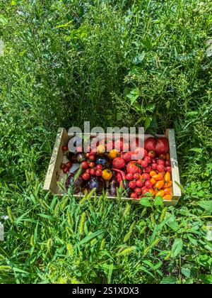 Caisse en bois débordant de tomates et d'aubergines fraîchement cueillies dans le jardin et couchées dans l'herbe Banque D'Images