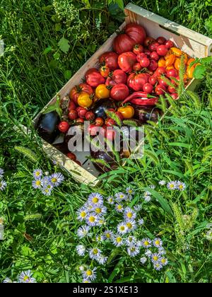 Caisse en bois débordant de tomates colorées et d'aubergines brillantes, fraîchement cueillies dans le jardin, entourée d'herbe verte et de délicates fleurs sauvages Banque D'Images
