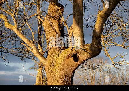 Un frêne (Fraxinus excelsior) en hiver, Warwickshire, Angleterre, Royaume-Uni Banque D'Images