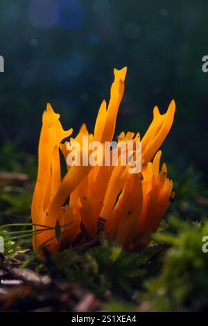 Cornet de fer jaune, champignon calocera viscosa poussant dans la mousse de forêt. Fond de plante de toadstool tchèque Banque D'Images