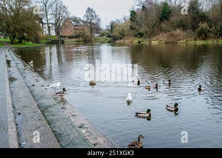 Rivière Wensum qui traverse Wensum Park, Norwich, Royaume-Uni. Banque D'Images