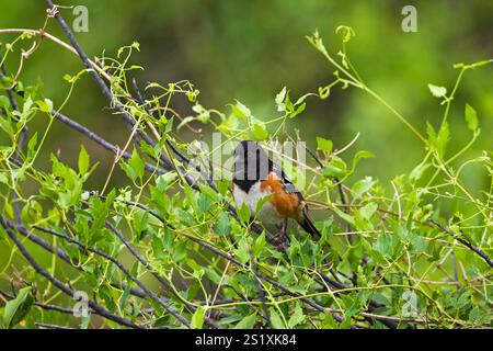 Tohi tacheté Pipilo maculatus perché dans l'arbre la colonne de Pompée National Monument Montana USA Juin 2015 Banque D'Images