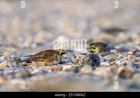 Un petit groupe de Shore Lark Eremophila alpestris fréquentent les crêtes de galets à la recherche de nourriture à Old Hunstanton, Kings Lynn, Norfolk. Banque D'Images