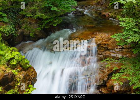 Petite cascade du ruisseau dans la forêt. Photo de fond de cascade. Banque D'Images