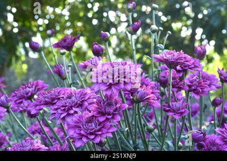 fleurs de chrysanthème rose avec goutte d'eau fleurissant dans le jardin Banque D'Images