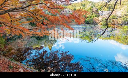 Feuillage d'automne reflété dans les eaux calmes de Mirror Pond au temple Ryoan-ji. Couleurs vives et atmosphère sereine. Étang Kyoyochi, temple Ryoanji, Kyot Banque D'Images