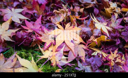 Une exposition vibrante de feuilles d'érable tombées dans les tons de rouge, orange et jaune sur un sol couvert de mousse. Capturé au temple Imakumano Kannon-ji, Kyoto, Banque D'Images