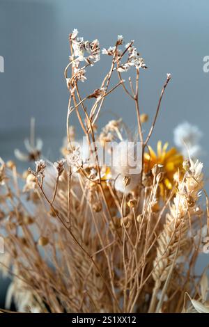 Les plantes de mauvaises herbes séchées créent un décor attrayant lorsqu'elles sont placées sous la lumière chaude du soleil sur un fond bleu. Banque D'Images