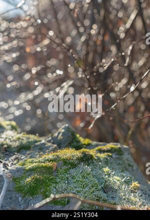Un monde miniature de mousse et de pierre, où la délicate mousse verte s'accroche à une roche altérée, avec des branches floues créant une toile de fond douce. Banque D'Images