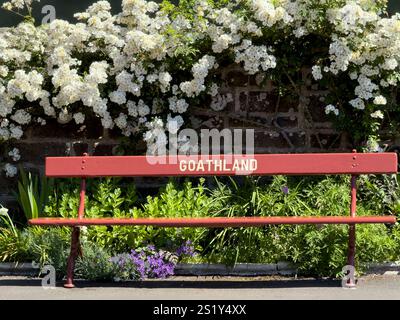 Une rose blanche orne le quai de la gare de Goathland, North York Moors, Angleterre Banque D'Images