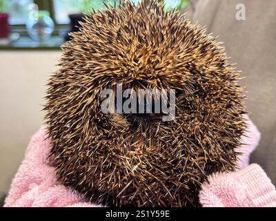 European Hedgehog s'est enroulé en cours de traitement pour blessure, Angleterre Banque D'Images