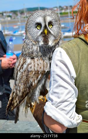 Falconer avec une Chouette lapone Strix nebulosa nom latin au Pays de Galles Banque D'Images
