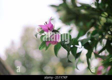 Bougainvillea glabra, le petit bougainvillier ou papeterie, est l'espèce la plus commune de bougainvilliers utilisée pour le bonsaï. Banque D'Images
