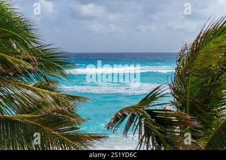 Découvrez la beauté d'une vue tropicale sur l'océan avec des palmiers qui se balancent et bien plus encore Banque D'Images
