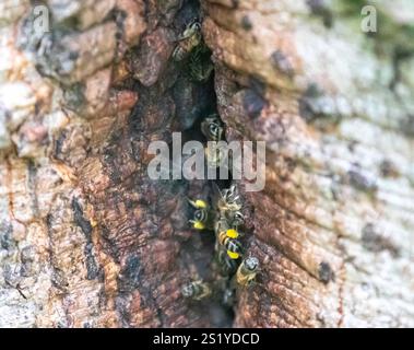 Ruche sauvage d'abeille de miel africaine sur le tronc d'arbre dans la forêt tropicale brésilienne Banque D'Images