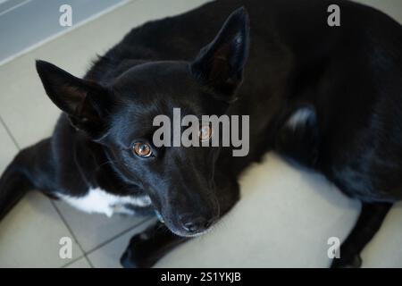 Un beau chien noir est allongé sur le sol à la maison et regarde la caméra du sol avec un visage triste. Il a les cheveux courts et les yeux bruns Banque D'Images