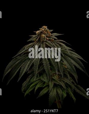Mona Lisa variété de fleur de marijuana avec fleur mûrie et mur noir sombre Banque D'Images