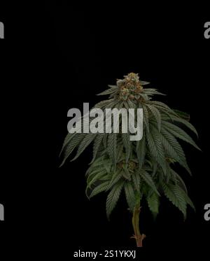 Mona Lisa variété de fleur de marijuana avec fleur mûrie et mur noir sombre Banque D'Images