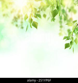 Fond vert naturel. bokeh sur fond abstrait. Fond naturel à l'extérieur. Feuillage sur fond de nature floue. Arrière-plan naturel f Banque D'Images