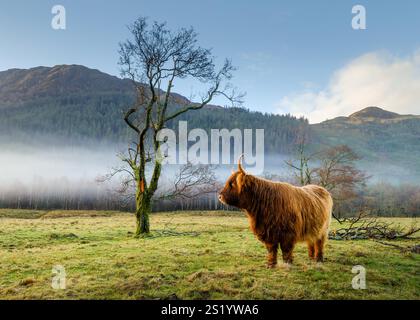 Une vache Highland, ou Highland COO comme on les appelle affectueusement en Écosse, paissant dans un champ à Glen Nevis. Banque D'Images