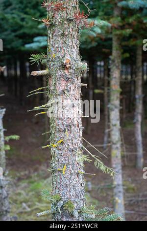 Tronc texturé d'un épinette dans une forêt avec les branches inférieures sciées Banque D'Images