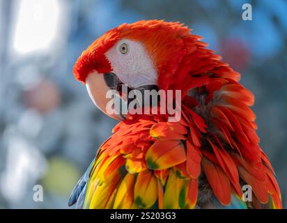 Écarlate macaw (Ara macao) perché sur une branche Banque D'Images
