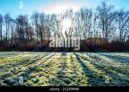 Le soleil, bas dans un ciel hivernal, brille à travers les arbres projetant des ombres sur un champ gelé Banque D'Images