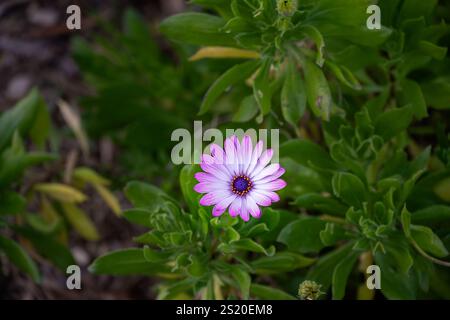 Belle fleur rose pâle d'Osteospermum ou Marguerite africaine en hiver Banque D'Images